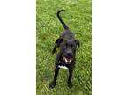 Adopt Ace a Black - with White American Staffordshire Terrier / Labrador