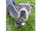 Adopt Margo a Gray/Blue/Silver/Salt & Pepper Pit Bull Terrier / Mixed dog in
