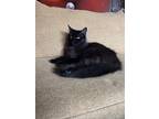 Adopt Grumpy a All Black Domestic Mediumhair / Mixed (medium coat) cat in