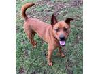 Adopt Wade Wilson a Australian Cattle Dog / Mixed dog in Vancouver