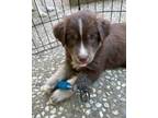 Adopt Puppy D a Brown/Chocolate - with White Australian Shepherd / Husky / Mixed