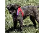 Adopt Katrina D5169 a Black Affenpinscher / Mixed dog in Fremont, CA (41427038)
