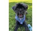 Adopt Katrina D5169 a Black Affenpinscher / Mixed dog in Fremont, CA (41427038)