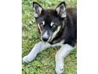 Adopt Aramis D7039 a Black - with White Husky / Mixed dog in Fremont