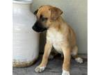 Adopt Skechers Pup - Tempo a Tan/Yellow/Fawn Shepherd (Unknown Type) / Cattle