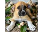 Adopt Skechers Pup - Power Jam a Tan/Yellow/Fawn Shepherd (Unknown Type) /