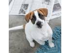 Adopt Skechers Pup - Arcata a Shepherd (Unknown Type) / Cattle Dog / Mixed dog