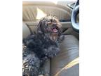 Adopt Luna a Black - with Gray or Silver Shih Tzu / Poodle (Standard) / Mixed