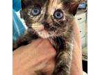 Adopt Root Beer a Tortoiseshell Domestic Shorthair cat in Chapel Hill