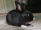 Adopt Oreo *in Foster* a American / Mixed rabbit in Richmond, BC (39561533)
