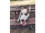 Adopt Fran a Siberian Husky / Mixed dog in Escondido, CA (41405816)