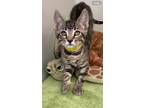 Adopt Stripe a Gray or Blue Domestic Shorthair / Domestic Shorthair / Mixed cat
