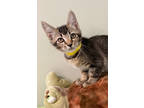 Adopt Spike a Brown or Chocolate Abyssinian / Domestic Shorthair / Mixed cat in