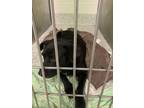 Adopt Oreo a Black American Pit Bull Terrier / Mixed Breed (Medium) / Mixed
