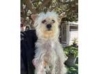 Adopt Gordon a White - with Tan, Yellow or Fawn Silky Terrier / Mixed dog in