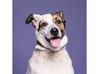 Adopt Archie (Foster to Adopt) a White - with Tan, Yellow or Fawn Blue Heeler /