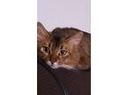 Adopt Paka a Brown or Chocolate Somali / Mixed (long coat) cat in Houston
