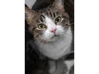 Adopt Molly Carnegie a Domestic Shorthair / Mixed (short coat) cat in St.
