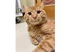 Adopt Neville a Domestic Shorthair / Mixed (short coat) cat in St.