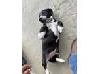 Adopt Lola a Black - with White Boxer / Labrador Retriever / Mixed dog in Moreno