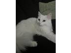 Adopt Tsuki a White Domestic Mediumhair / Mixed (medium coat) cat in Austin
