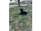 Adopt Kody a Black Goldendoodle / Mixed dog in Charleston, SC (41444882)