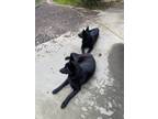 Adopt Ollie and Bear a Black - with White Border Collie / German Shepherd Dog /