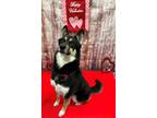 Adopt Timber a Siberian Husky / German Shepherd Dog / Mixed dog in Keswick