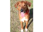 Adopt Eddie a Red/Golden/Orange/Chestnut - with White Coonhound (Unknown Type) /