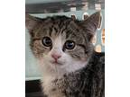 Adopt Athena a Domestic Shorthair / Mixed cat in Napa, CA (41444127)