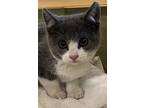 Adopt Hera a Domestic Shorthair / Mixed cat in Napa, CA (41444126)