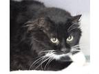 Adopt Lucky a Domestic Longhair / Mixed cat in Napa, CA (41377033)