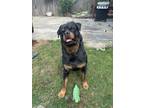Adopt Oso a Black - with Brown, Red, Golden, Orange or Chestnut Rottweiler /