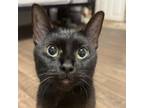 Adopt Whitley and Isabela a All Black Domestic Shorthair / Mixed (short coat)