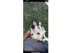 Adopt Kevin a White Labrador Retriever / Mixed dog in Ennis, TX (41444909)