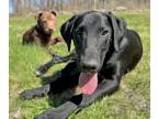 Adopt Kingston a Golden Retriever / German Shepherd Dog / Mixed dog in