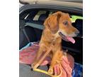 Adopt Capri a Red/Golden/Orange/Chestnut - with Black Bloodhound / Mixed dog in