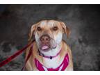 Adopt Ana (Foster-to-Adopt) a Tan/Yellow/Fawn Mixed Breed (Large) / Mixed dog in