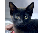 Adopt Yuzu a All Black Domestic Shorthair / Domestic Shorthair / Mixed cat in