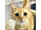 Adopt Cheddar a Orange or Red Domestic Shorthair / Domestic Shorthair / Mixed