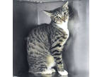 Adopt Kabosu a Gray or Blue Domestic Shorthair / Domestic Shorthair / Mixed cat
