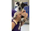 Adopt Gumbo a Black Mixed Breed (Small) / Mixed dog in Greensboro, GA (41444825)