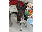 Adopt Paisley a Gray/Blue/Silver/Salt & Pepper Mixed Breed (Large) / Mixed dog