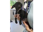 Adopt Beignet a Black Mixed Breed (Small) / Mixed dog in Greensboro