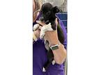 Adopt Roux a Black Mixed Breed (Small) / Mixed dog in Greensboro, GA (41444822)