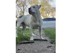 Adopt Kapone a White American Pit Bull Terrier / Mixed dog in Indianapolis