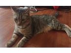 Adopt Beans a Gray or Blue (Mostly) American Shorthair / Mixed (short coat) cat
