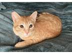 Adopt Nemo a Orange or Red American Shorthair / Mixed (short coat) cat in