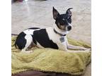 Adopt Rocky a Tricolor (Tan/Brown & Black & White) Rat Terrier / Mixed dog in
