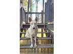 Adopt Mikey a White German Shepherd Dog / Mixed dog in Fairburn, GA (41442694)
